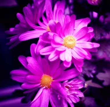 Color Flowers Hd Free Stock Photos Download 17488 Free Stock
