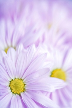 free flower wallpaper