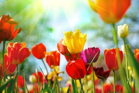 Tulip Flowers Hd Free Stock Photos Download 13078 Free Stock