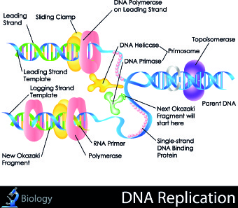 Biological Safety Free vector in Open office drawing svg ( .svg ...