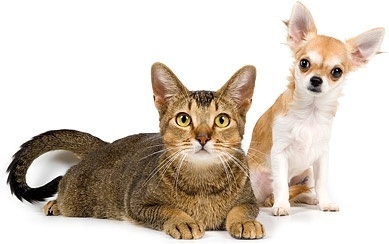 Cat And Dog Hd Pictures Free Stock Photos Download 4 707 Free Stock Photos For Commercial Use Format Hd High Resolution Jpg Images