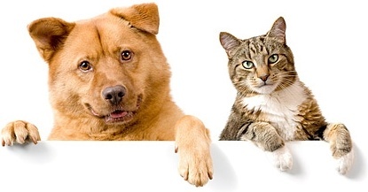 Cute Cat Dog Free Stock Photos Download 3251 Free Stock Photos