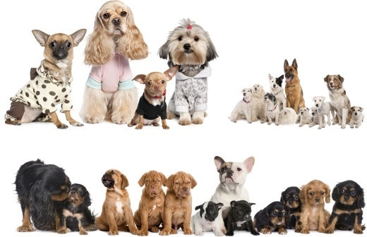 Pet Animals Hd - Anna Blog