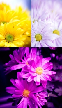 Chrysanthemum Free Stock Photos Download 114 Free Stock Photos For Commercial Use Format Hd High Resolution Jpg Images