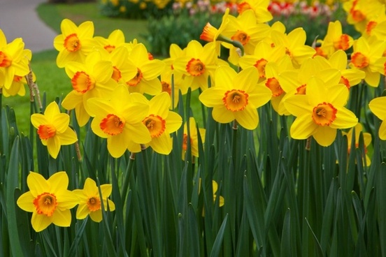 daffodil flowers