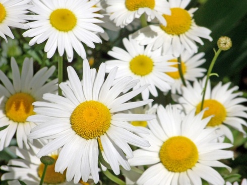 Free daisy images 