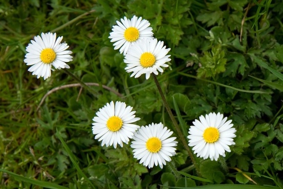 Free daisy images free stock photos download (466 Free stock photos ...