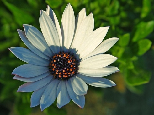 Free daisy images free stock photos download (466 Free stock photos ...