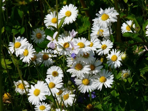 Meadow of daisies Free stock photos in JPEG (.jpg) 1920x1291 format for ...