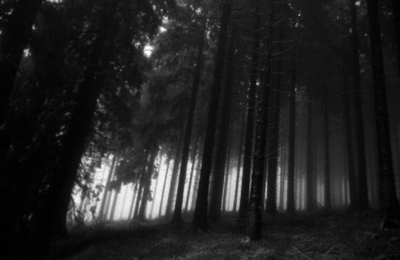 Scary dark forest Free stock photos in JPEG (.jpg) 1920x722 format for ...