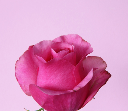 Pink Rose Flowers Images Free Stock Photos Download 12368 Free