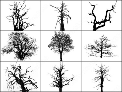 Tree brush photoshop brushes in Photoshop brushes abr ( .abr ) format ...