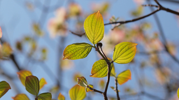 Dogwood Free stock photos in jpg format for free download 5.97MB