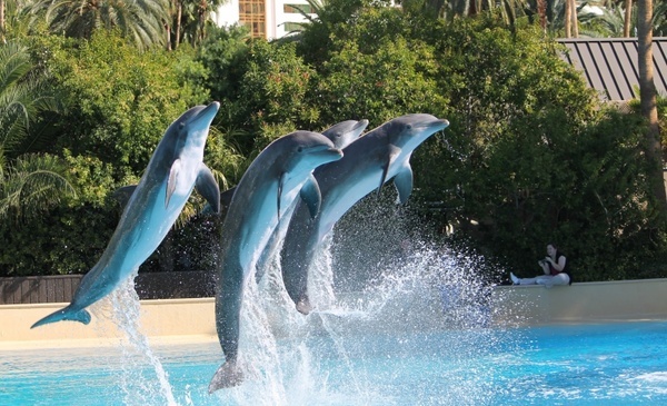 Jumping Dolphins 01 Hd Pictures Free Stock Photos In Image Format Jpg Size x Format For Free Download 5 28mb
