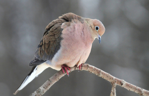 Dove pictures free stock photos download (78 Free stock photos) for