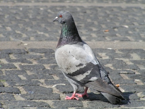 Pigeons for free