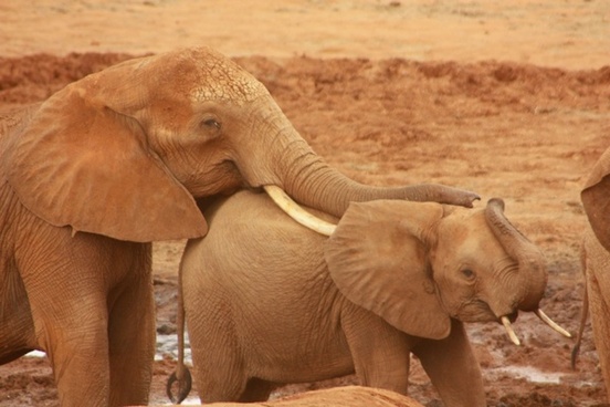 Safari the elephant africa Free stock photos in JPEG (.jpg) 1920x1280 ...