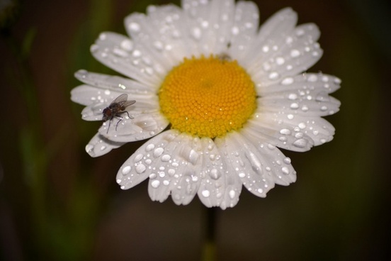 Flower With Dew Drops Free Stock Photos Download 11 414 Free Stock Photos For Commercial Use Format Hd High Resolution Jpg Images