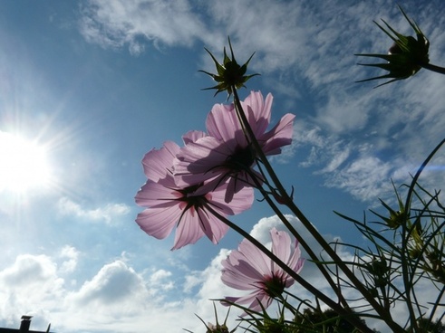 Flower light effect Free stock photos in JPEG (.jpg) 3951x2617 format ...