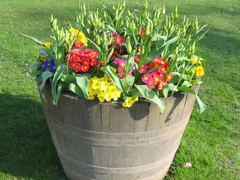 Colorful Flower Pots Free Stock Photos In Jpeg (.jpg) 3529x5000 Format 