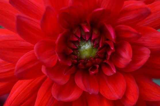 Red summer фото