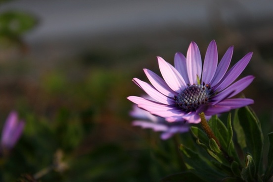 Image result for flower nachural background