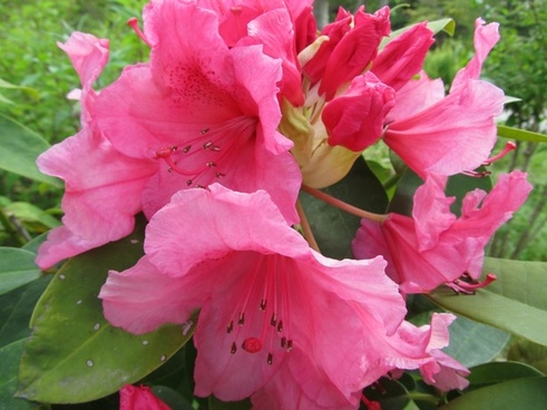 Spring pink flower Free stock photos in JPEG (.jpg) 1536x2048 format ...