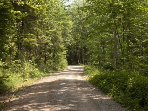 Forest Path Background Free Stock Photos Download 13 8 Free Stock Photos For Commercial Use Format Hd High Resolution Jpg Images Sort By Relevant First