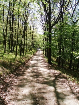 Forest Road Background Free Stock Photos Download 15 448 Free Stock Photos For Commercial Use Format Hd High Resolution Jpg Images Sort By Relevant First