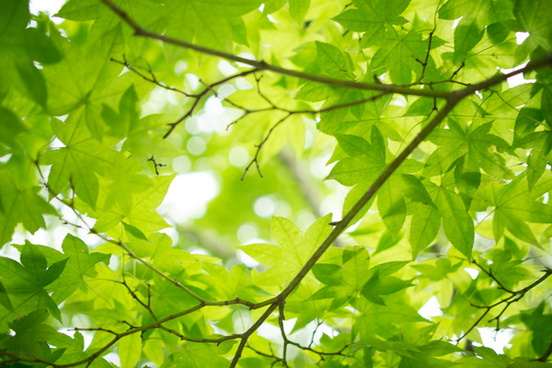 Green plant leaves picture Free stock photos in Image format: jpg, size ...