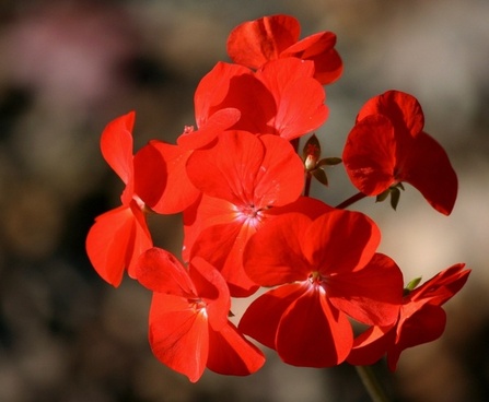 Red Flower Images Free Stock Photos Download 15 524 Free Stock