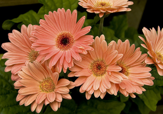 Gerbera Daisy Images Free Stock Photos Download 521 Free Stock Photos For Commercial Use Format Hd High Resolution Jpg Images