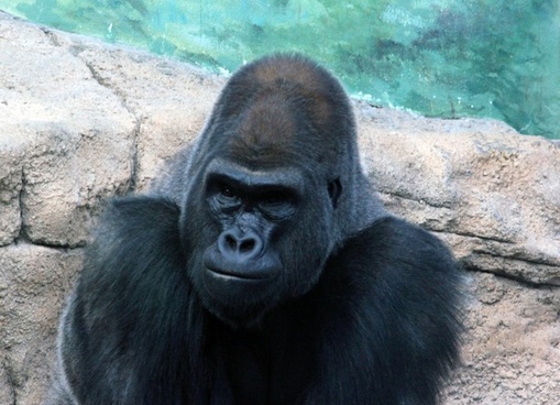 Gorilla Images Free Stock Photos Download 20 Free Stock Photos For Commercial Use Format Hd High Resolution Jpg Images