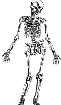Skeleton free vector download (176 Free vector) for commercial use