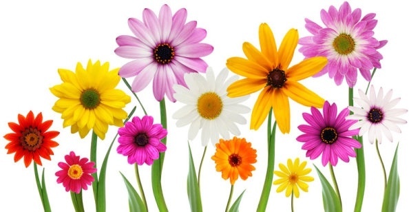 All Flowers Images Collection For Free Download