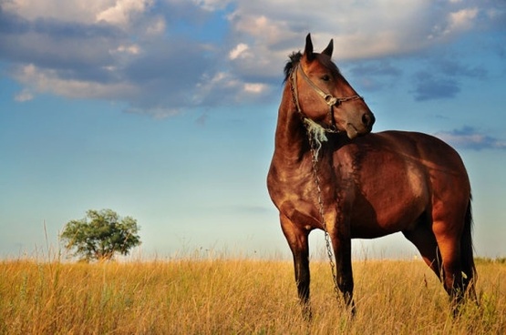 4K wallpaper: High Resolution 7 Horse Images Hd 1080p