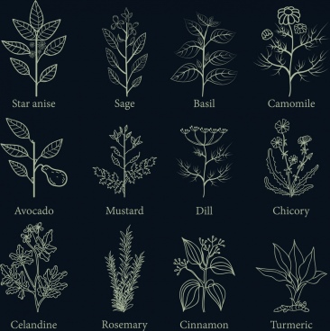 Download Herbs Free Vector Download 212 Free Vector For Commercial Use Format Ai Eps Cdr Svg Vector Illustration Graphic Art Design