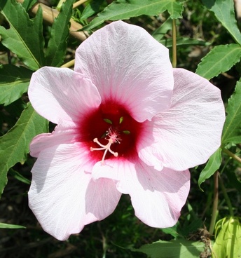 Pink Hibiscus Flower Images Free Stock Photos Download 11 797 Images, Photos, Reviews