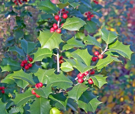Holly hd image Free Christmas Holly Berry Images Free Stock Photos Download 2 617 Free Stock Photos For Commercial Use Format Hd High Resolution Jpg Images