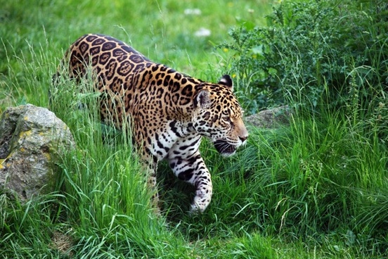 Animal Jaguar Free Stock Photos Download 5 051 Free Stock Photos