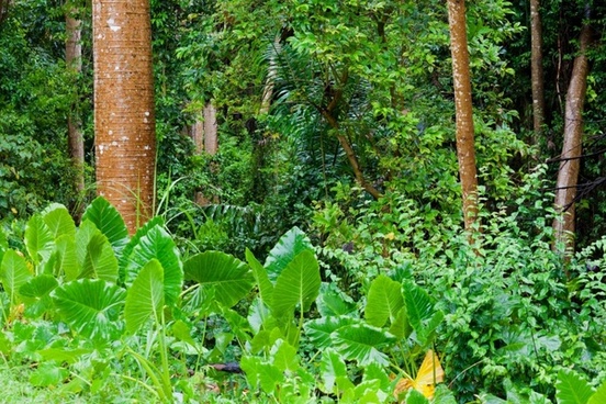 Featured image of post Jungle Background Images Free Download - Find and download jungle powerpoint background on hipwallpaper.