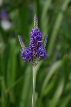 Lavandula Free Stock Photos Download 3 Free Stock Photos For Images, Photos, Reviews