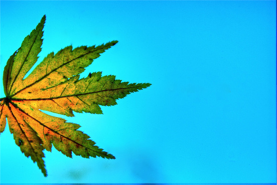 Green and blue leaf free stock photos download (11,437 Free stock