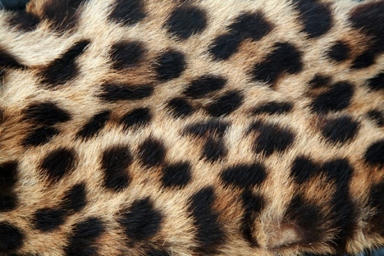 leopard flannel highdefinition picture 5