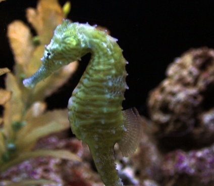 Seahorse free stock photos download (8 Free stock photos) for ...