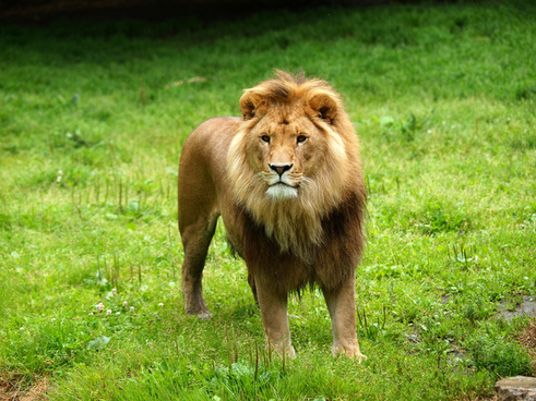 Lion Image Download For Free Free Stock Photos Download 67 936 Free Stock Photos For Commercial Use Format Hd High Resolution Jpg Images