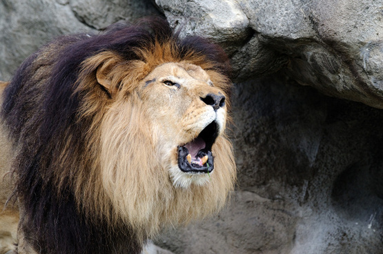 Lion roaring profile Free stock photos in jpg format for free download ...