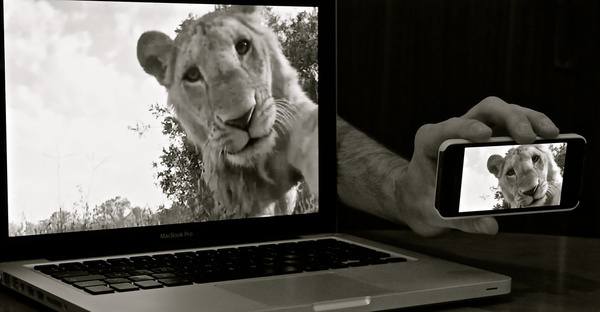 lion selfie