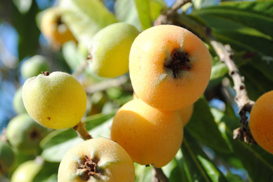 Loquat free stock photos download (19 Free stock photos) for commercial ...