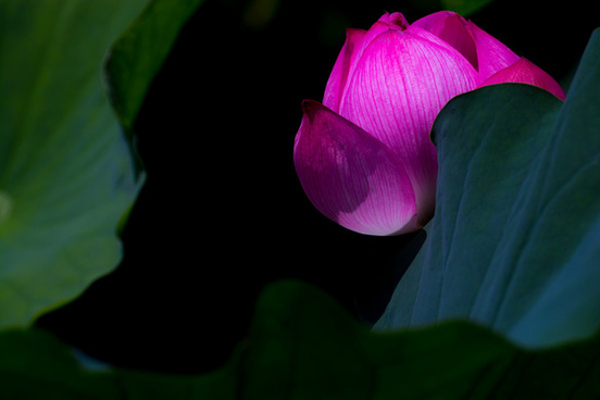 lotus flower openin